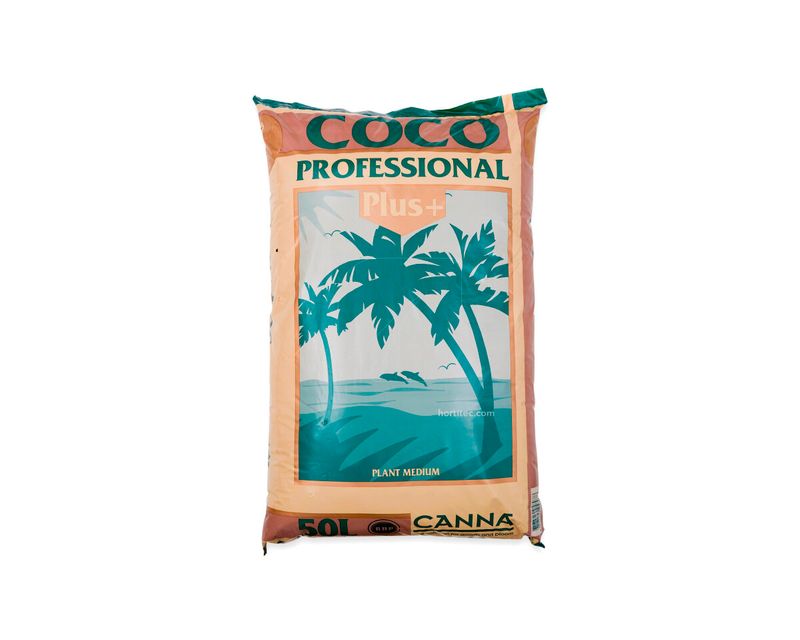 Canna